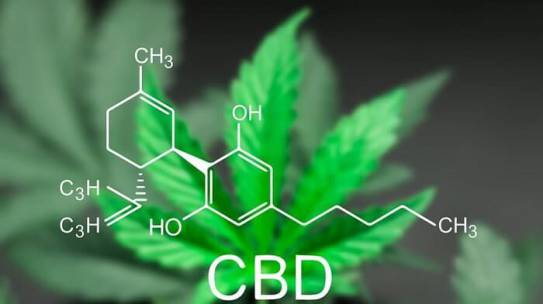 WHO Report Finds No Public Health Risks Or Abuse Potential For CBD